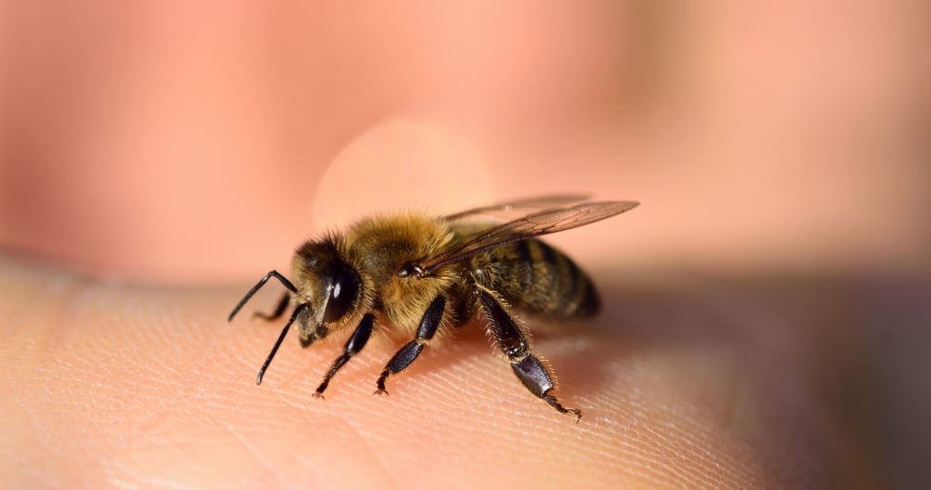 Close up of a honey bee on a human hand